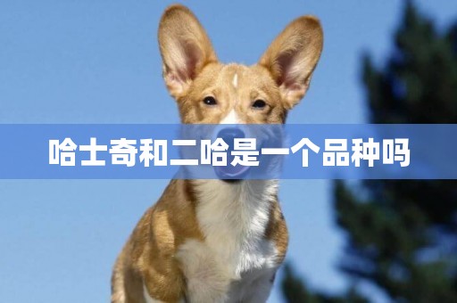 哈士奇和二哈是一個品種嗎