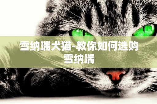 雪納瑞犬貓-教你如何選購雪納瑞