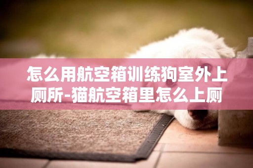 怎么用航空箱訓練狗室外上廁所-貓航空箱里怎么上廁所