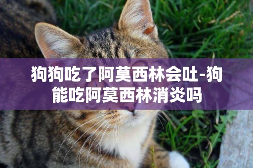 狗狗吃了阿莫西林會吐-狗能吃阿莫西林消炎嗎