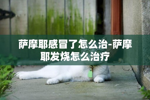 薩摩耶感冒了怎么治-薩摩耶發燒怎么治療