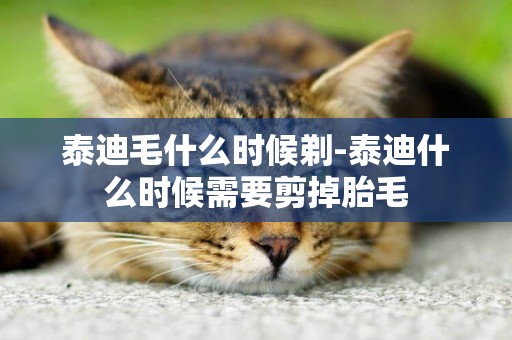 泰迪毛什么時候剃-泰迪什么時候需要剪掉胎毛