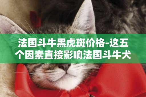 法國斗牛黑虎斑價格-這五個因素直接影響法國斗牛犬的價格
