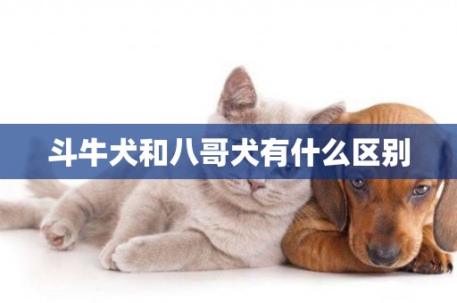 斗牛犬和八哥犬有什么區別