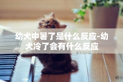 幼犬中暑了是什么反應-幼犬冷了會有什么反應