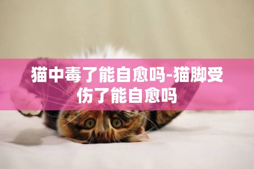 貓中毒了能自愈嗎-貓腳受傷了能自愈嗎
