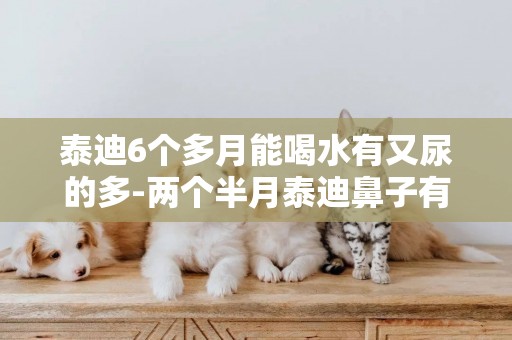 泰迪6個多月能喝水有又尿的多-兩個半月泰迪鼻子有水