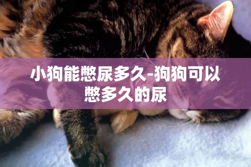 小狗能憋尿多久-狗狗可以憋多久的尿