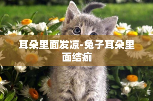 耳朵里面發涼-兔子耳朵里面結痂