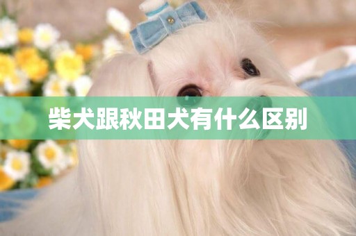 柴犬跟秋田犬有什么區別