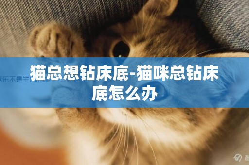 貓總想鉆床底-貓咪總鉆床底怎么辦