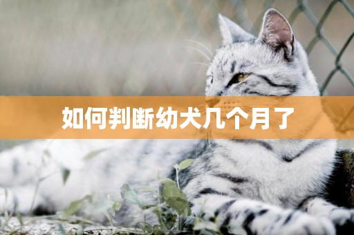 如何判斷幼犬幾個月了