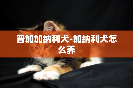 普加加納利犬-加納利犬怎么養