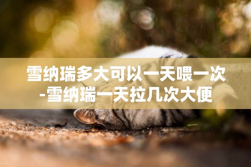 雪納瑞多大可以一天喂一次-雪納瑞一天拉幾次大便