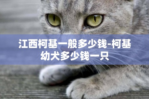 江西柯基一般多少錢-柯基幼犬多少錢一只