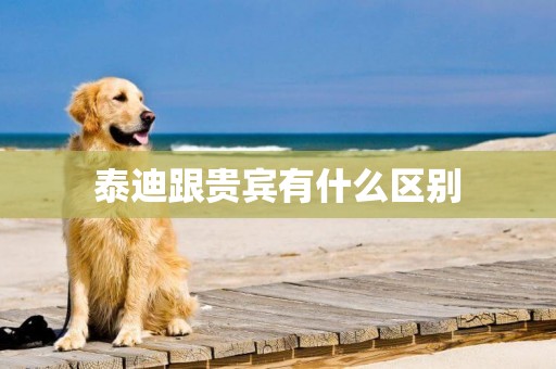 泰迪跟貴賓有什么區別
