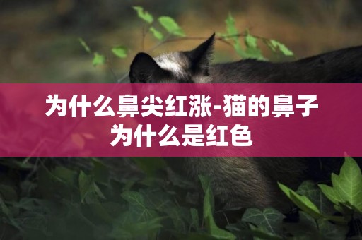 為什么鼻尖紅漲-貓的鼻子為什么是紅色