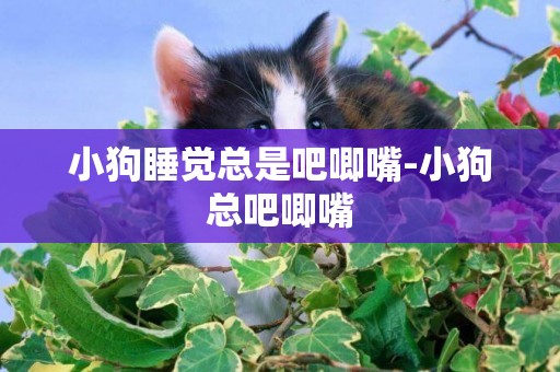 小狗睡覺總是吧唧嘴-小狗總吧唧嘴