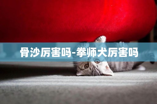 骨沙厲害嗎-拳師犬厲害嗎