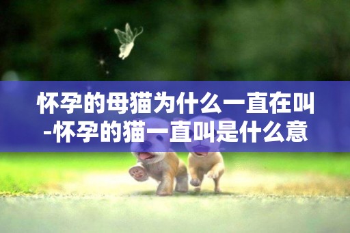 懷孕的母貓為什么一直在叫-懷孕的貓一直叫是什么意思