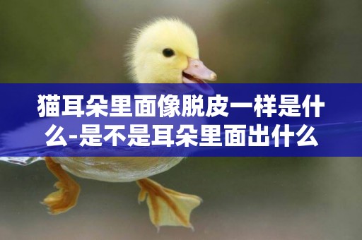 貓耳朵里面像脫皮一樣是什么-是不是耳朵里面出什么問題了