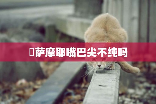?薩摩耶嘴巴尖不純嗎