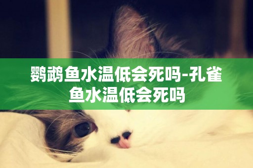 鸚鵡魚水溫低會死嗎-孔雀魚水溫低會死嗎