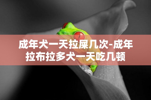 成年犬一天拉屎幾次-成年拉布拉多犬一天吃幾頓