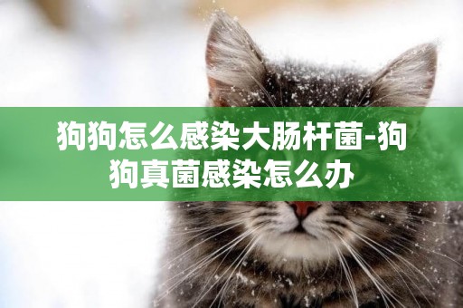 狗狗怎么感染大腸桿菌-狗狗真菌感染怎么辦