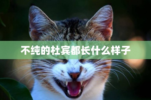 不純的杜賓都長什么樣子