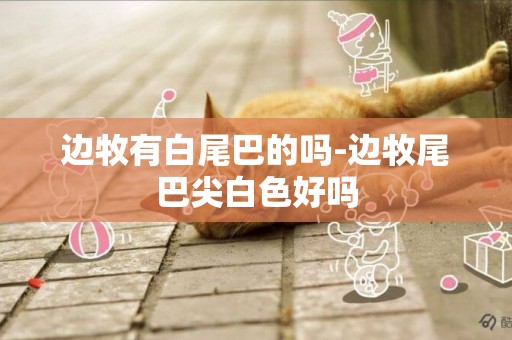 邊牧有白尾巴的嗎-邊牧尾巴尖白色好嗎