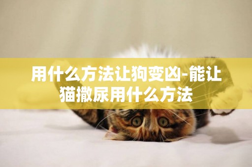 用什么方法讓狗變兇-能讓貓撒尿用什么方法