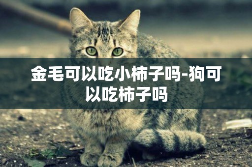 金毛可以吃小柿子嗎-狗可以吃柿子嗎