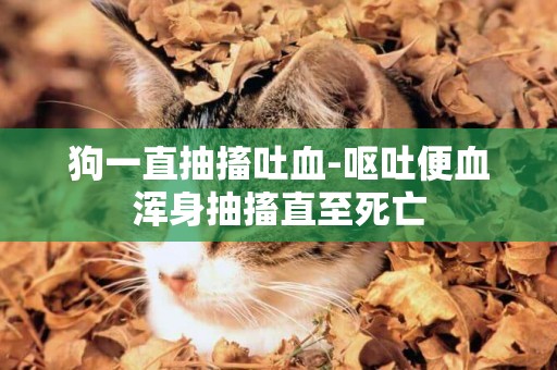 狗一直抽搐吐血-嘔吐便血渾身抽搐直至死亡