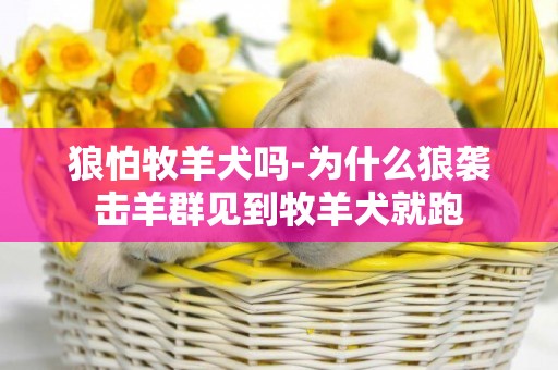 狼怕牧羊犬嗎-為什么狼襲擊羊群見到牧羊犬就跑