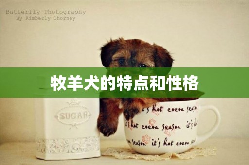 牧羊犬的特點和性格