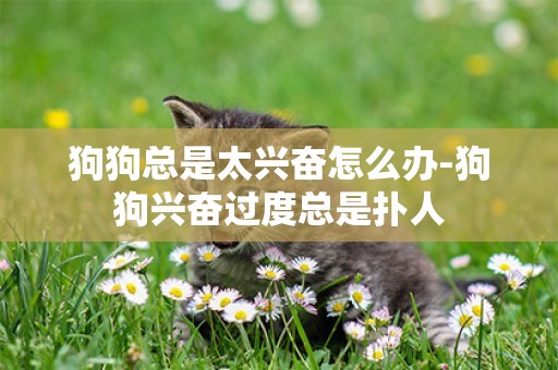 狗狗總是太興奮怎么辦-狗狗興奮過度總是撲人