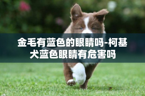 金毛有藍色的眼睛嗎-柯基犬藍色眼睛有危害嗎
