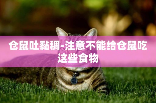 倉鼠吐黏稠-注意不能給倉鼠吃這些食物