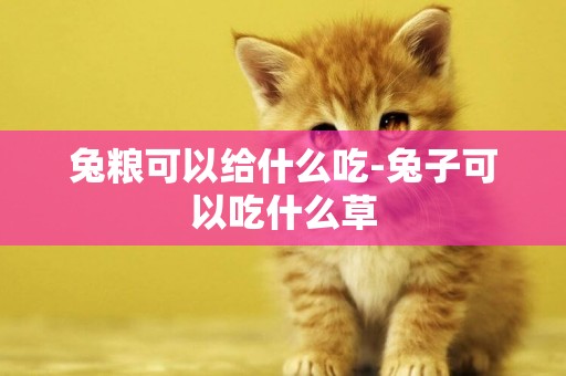 兔糧可以給什么吃-兔子可以吃什么草