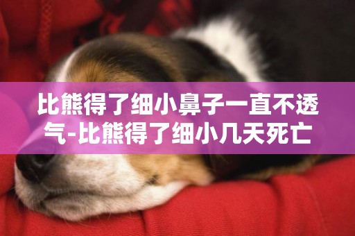 比熊得了細小鼻子一直不透氣-比熊得了細小幾天死亡