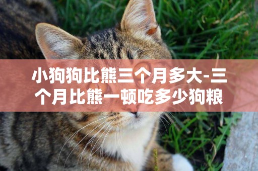 小狗狗比熊三個月多大-三個月比熊一頓吃多少狗糧