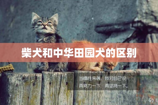 柴犬和中華田園犬的區別