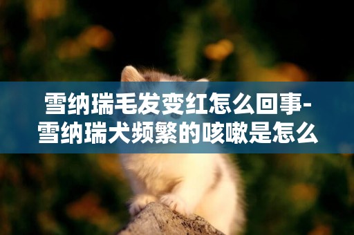 雪納瑞毛發變紅怎么回事-雪納瑞犬頻繁的咳嗽是怎么回事