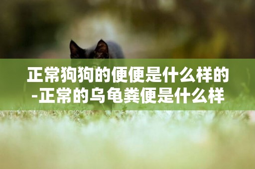 正常狗狗的便便是什么樣的-正常的烏龜糞便是什么樣子