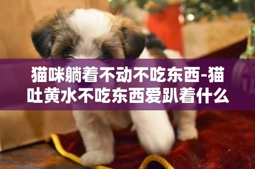 貓咪躺著不動不吃東西-貓吐黃水不吃東西愛趴著什么原因