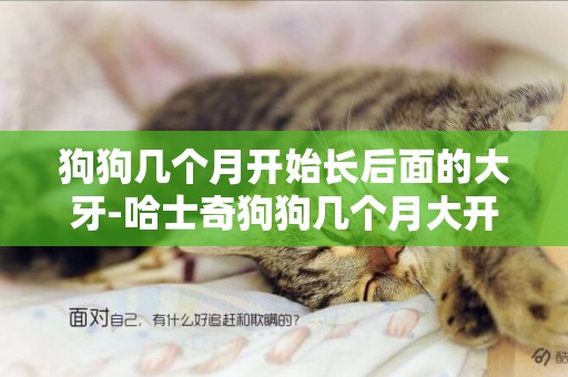 狗狗幾個月開始長后面的大牙-哈士奇狗狗幾個月大開始換牙