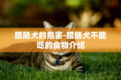 臘腸犬的危害-臘腸犬不能吃的食物介紹