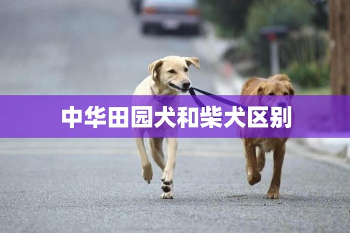 中華田園犬和柴犬區別
