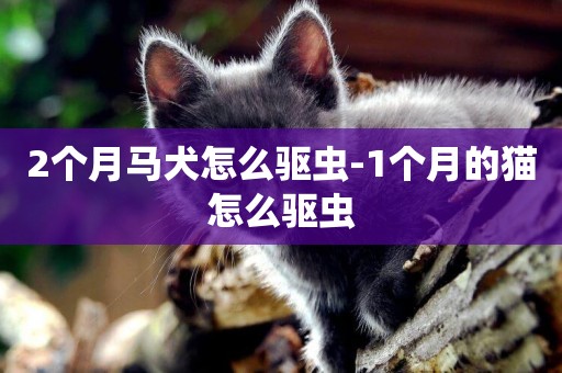 2個月馬犬怎么驅蟲-1個月的貓怎么驅蟲